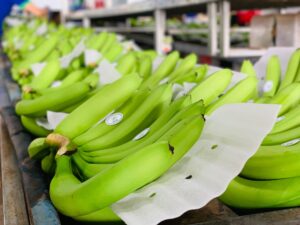 KD Green Farm mở rộng diện tích trồng chuối