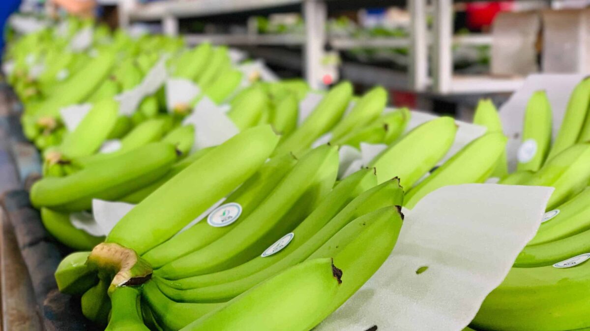 Chuối già Nam Mỹ 