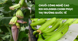 Chuối công nghệ cao của Tập đoàn KDI Holdings chinh phục thị trường quốc tế